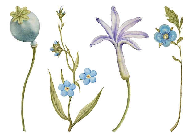 Flor azul png conjunto de ilustraciones botánicas remix de El libro modelo de caligrafía de Joris Hoefnagel y Georg Bocskay