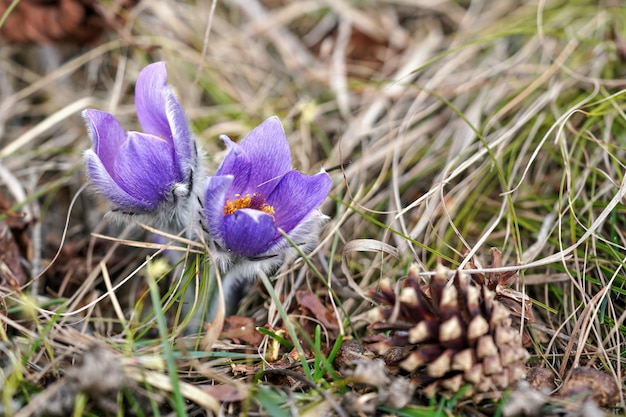 Flor azul púrpura maior pasque - Pulsatilla grandis - crescendo em grama seca, cone de coníferas próximo, detalhe de fechamento.