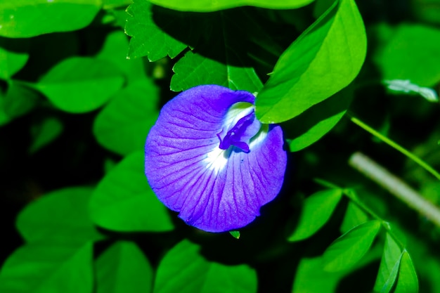 Foto una flor azul que está afuera con el sol brillando sobre ella