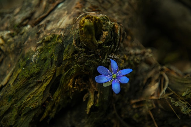 Flor azul que crece en un tocón en el bosque