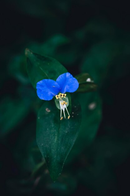 Foto una flor azul que está delante de una hoja verde