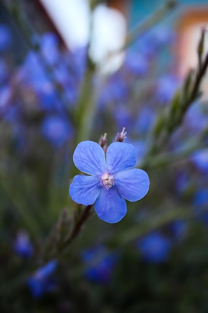 Una flor azul que se llama el nombre de la flor