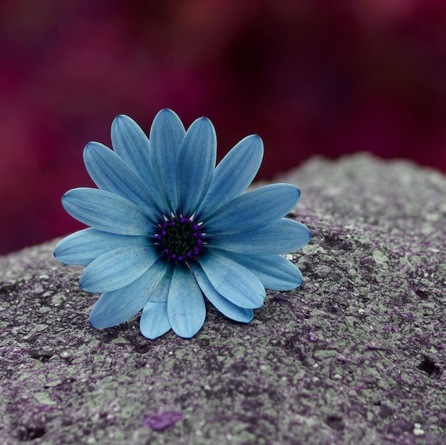 flor azul romántica en el jardín en primavera