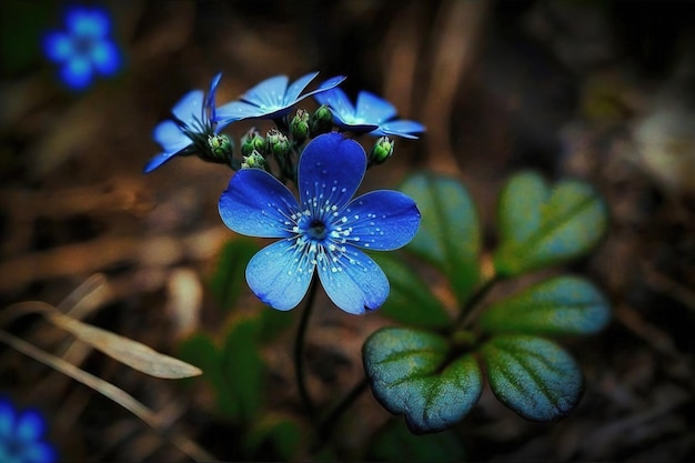 una flor azul salvaje