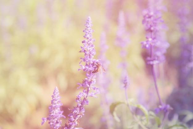 Flor azul de Salvia