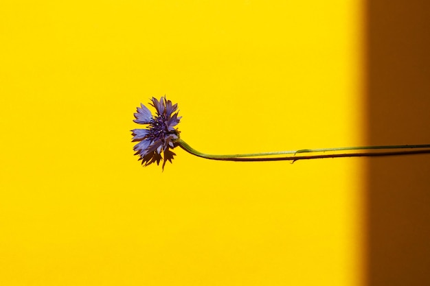 Flor azul sobre fondo amarillo plano yacía a la luz del sol Plantilla de tarjeta floral con espacio para texto Floración de aciano Fondo de pantalla floral creativo mínimo flores silvestres de verano
