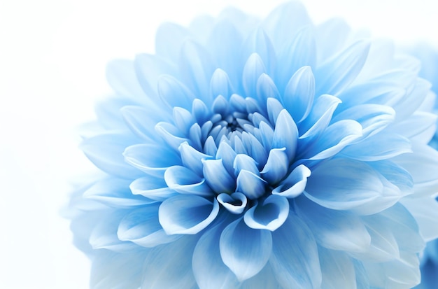 flor azul sobre un fondo blanco