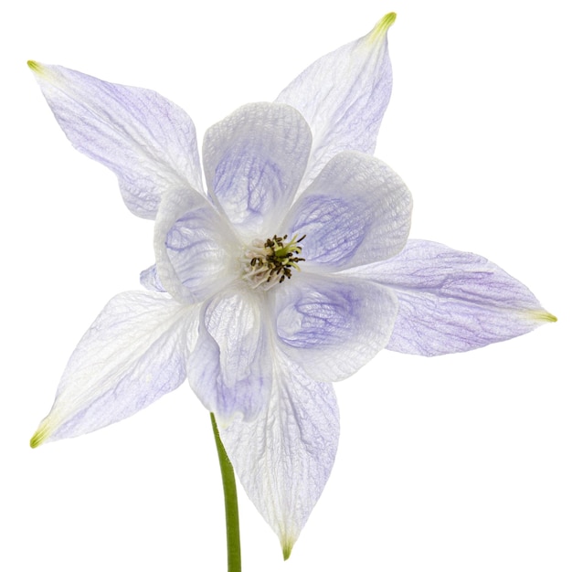 Flor azul suave de aquilegia flor de bacia hidrográfica isolada em fundo branco
