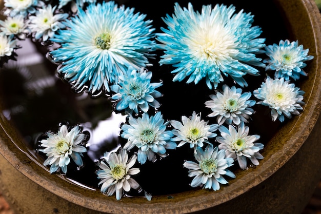 Foto flor azul en el tazón