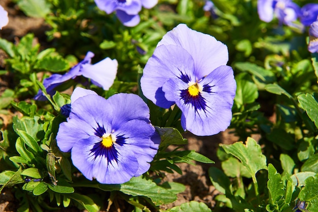 Flor azul viola no jardim