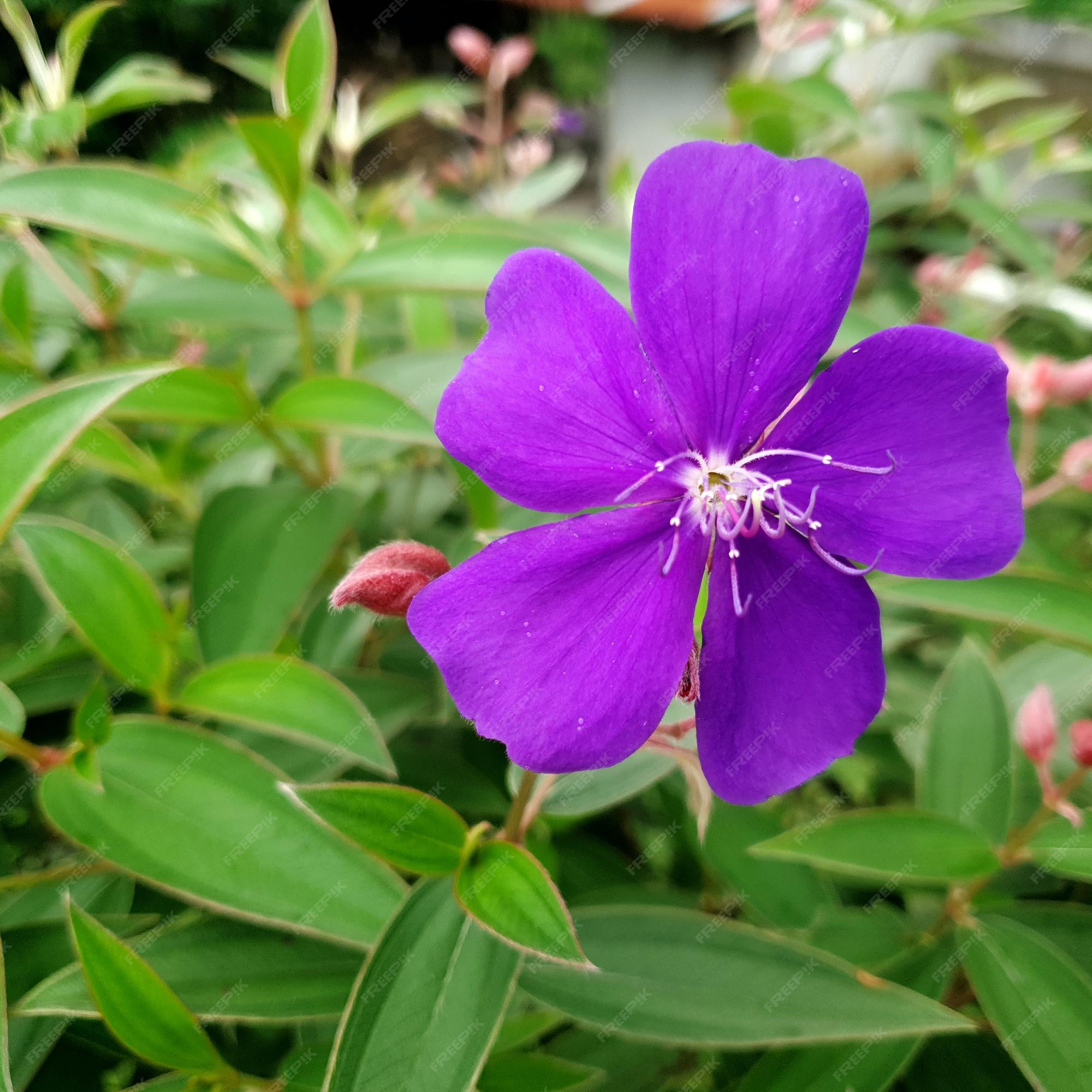 Flor azul violeta en el jardín belleza de fondo fotográfico de alta calidad  | Foto Premium