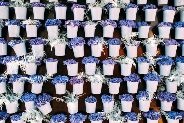 Flor azul y violeta en macetas blancas