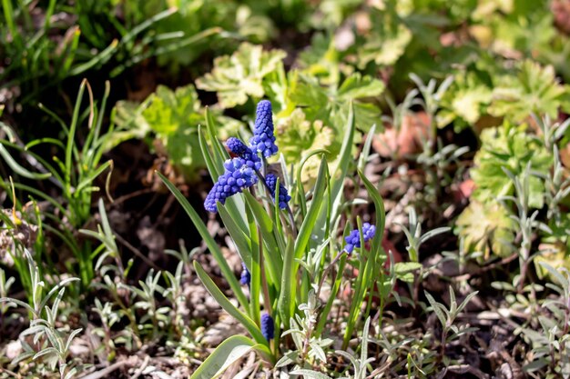 Flor azul Viper Bow em um canteiro de flores com folhas verdes