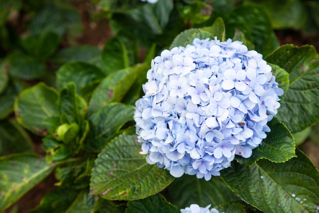 Flor azul