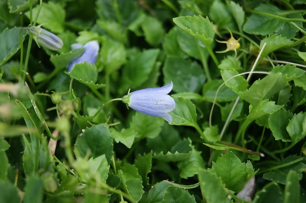 Flor Azul