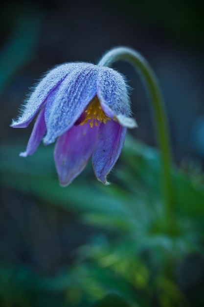 Flor Azul