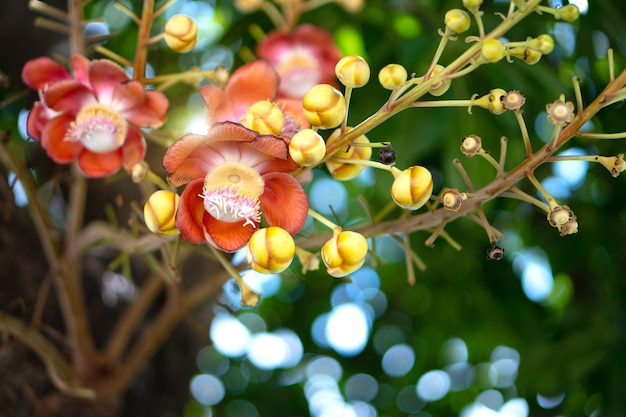 Flor de bala de cañón