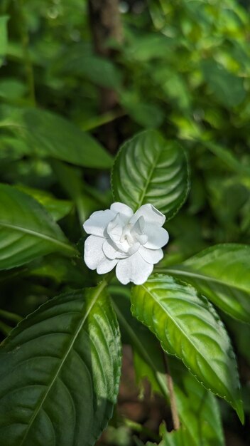 Foto flor de balsamina blanca