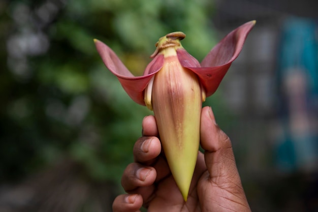 Flor de banano en la mano Bangladesh Nombre científico Musa acuta