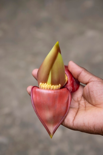 Flor de banano en la mano Bangladesh Nombre científico Musa acuta