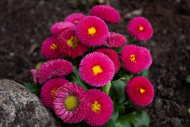 Flor de belleza en el jardin