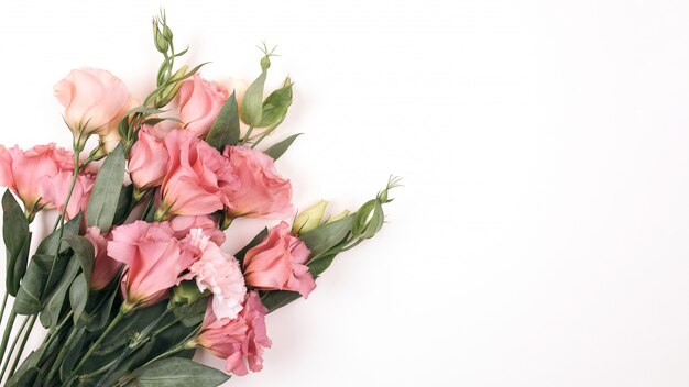 Flor de belleza rosa eustoma aislado