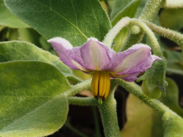 Flor de berenjena