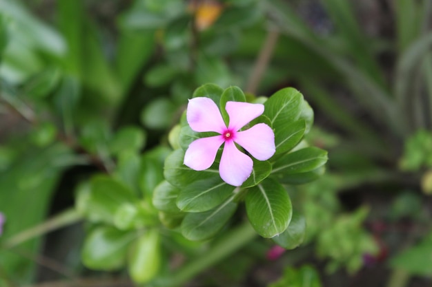 Flor de bígaro rosa que florece en el jardín Vinca minor