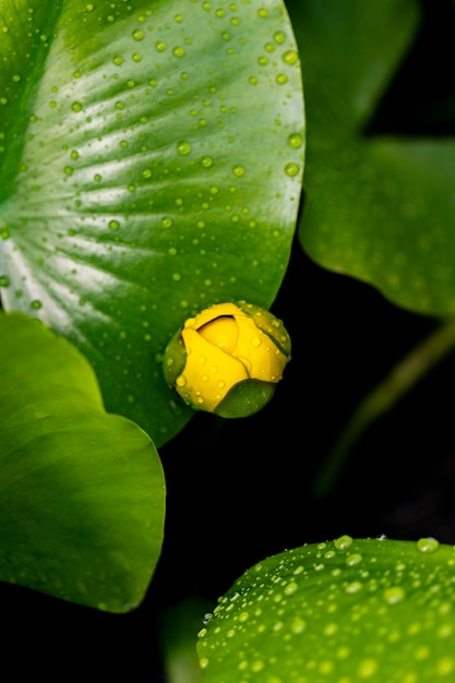 Flor de bladderwort acuático