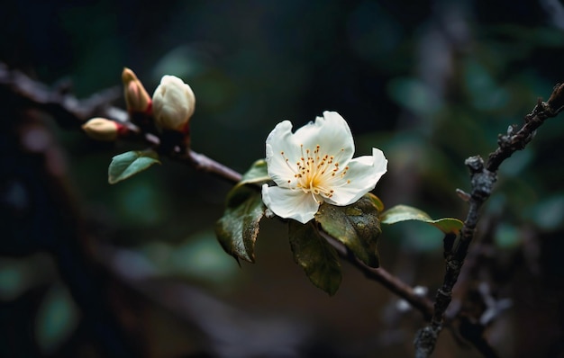 una flor blanca se abre de la rama