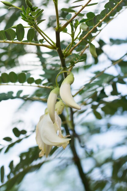 Foto flor blanca del agasta en árbol.
