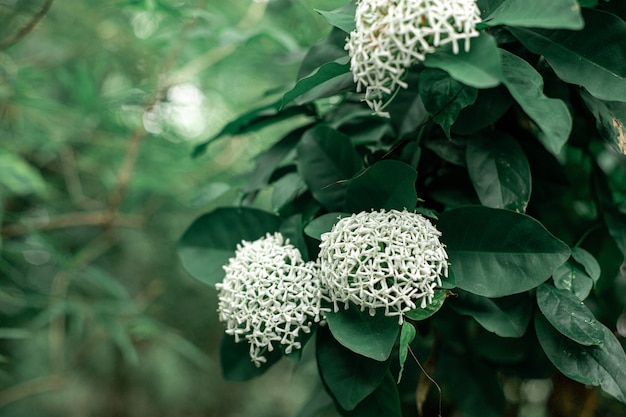 Flor blanca de la aguja en el árbol