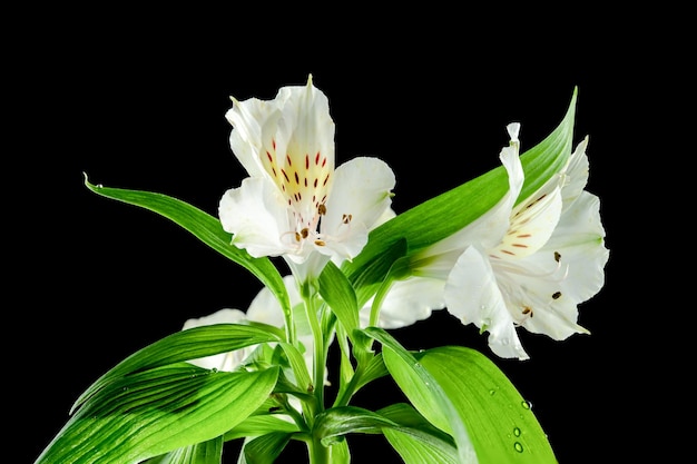 Flor blanca de Alstroemeria sobre un fondo negro