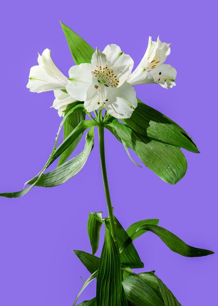 Flor blanca de Alstroemeria sobre un fondo púrpura