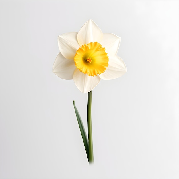 Una flor blanca y amarilla