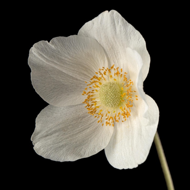 Flor blanca de anémona aislado sobre fondo negro