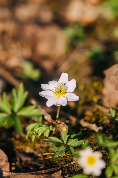 Flor blanca de la anémona campanilla de las nieves en el bosque de primavera