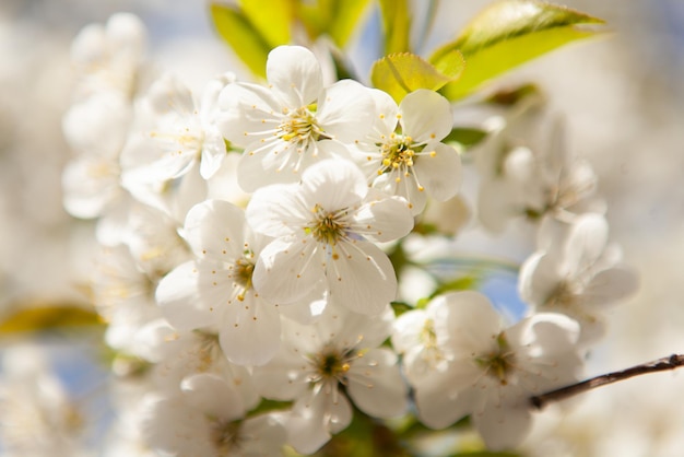 Flor blanca en un árbol Cerezo floreciente Primavera