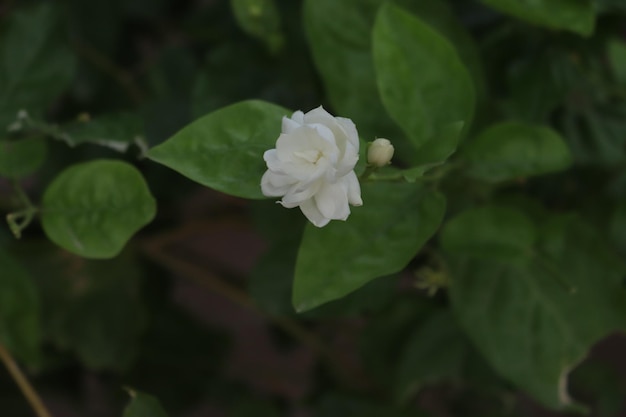 Una flor blanca en un arbusto