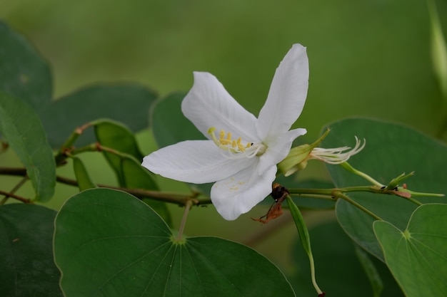 una flor blanca de Bauhinia acuminata en flor