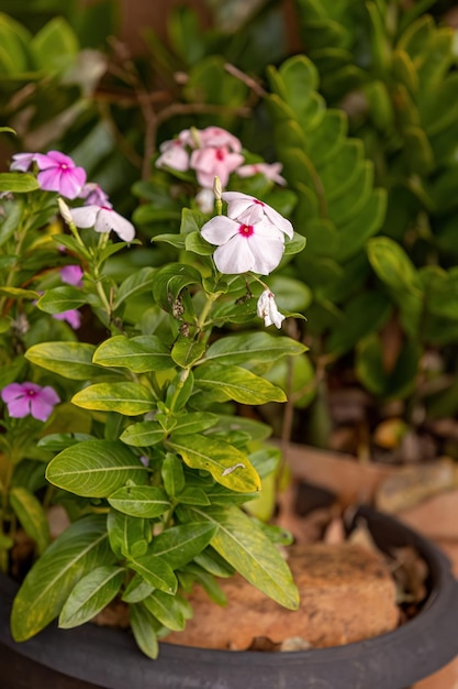 Flor blanca de bígaro de Madagascar de la especie Catharanthus roseus con enfoque selectivo