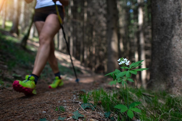 Flor blanca en el bosque con paso de un excursionista