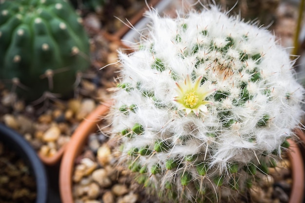 La flor blanca del cactus llamada Mammillaria