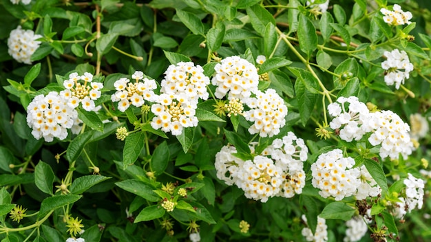 Flor blanca del camara del Lantana en un jardín.