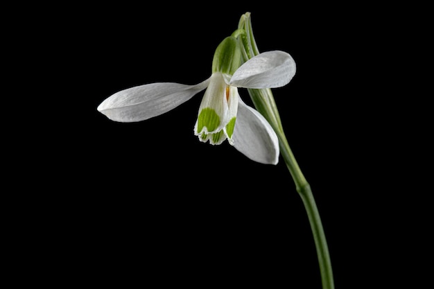 Flor blanca de campanilla blanca lat Galanthus nivalis aislado sobre fondo negro