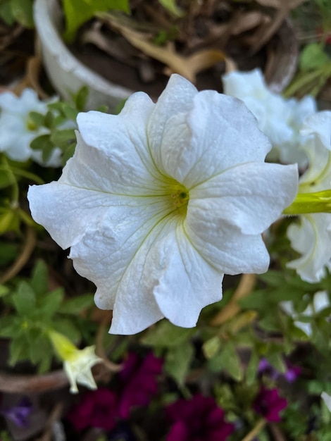 Una flor blanca con un centro amarillo está en una maceta.