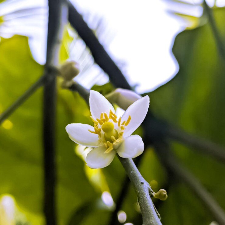 Una flor blanca con un centro amarillo está en una rama.