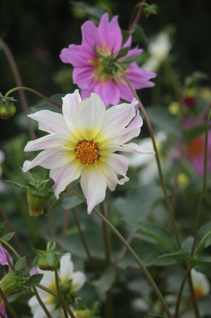 Una flor blanca con un centro amarillo está rodeada de otras flores.