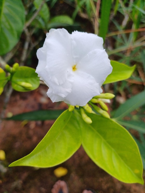 Foto una flor blanca con un centro amarillo está en el fondo.