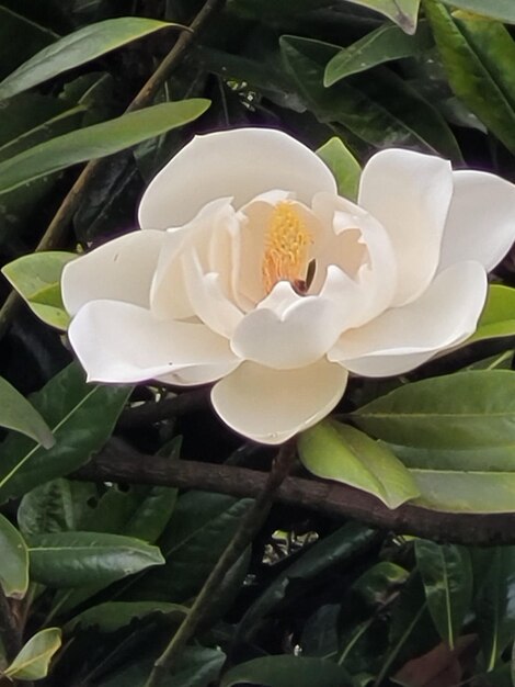 Foto una flor blanca con el centro amarillo se muestra en el medio